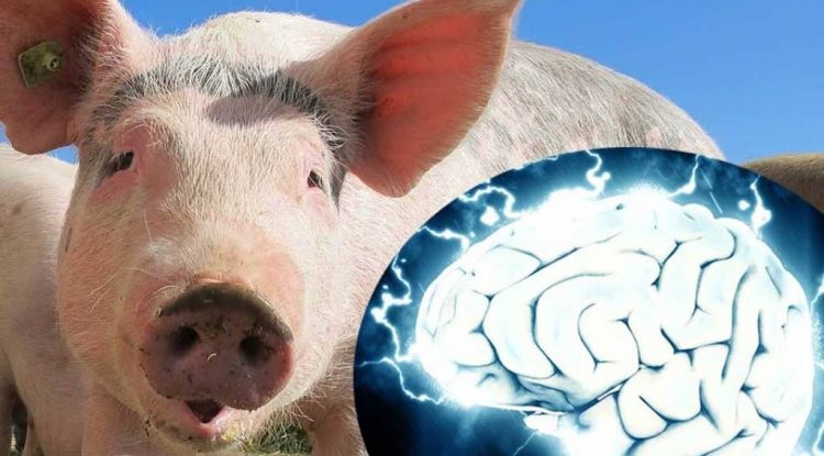 Científicos logran 'revivir' la función del cerebro de cerdos fallecidos