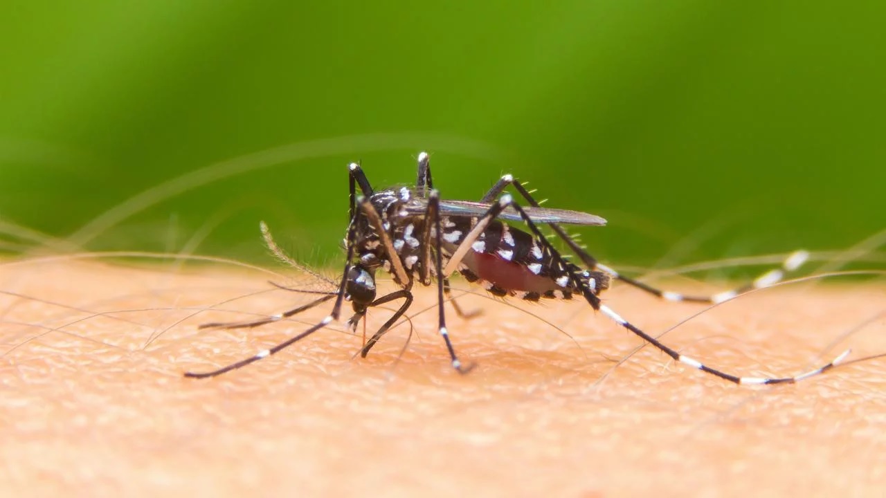 Por que pican las picaduras de mosquitos