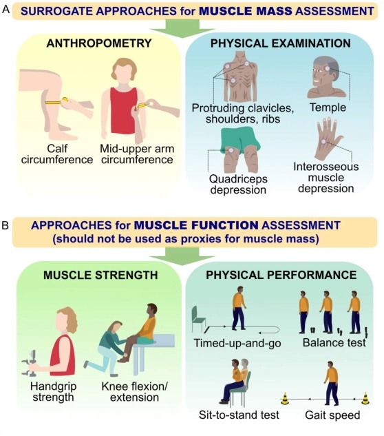 Salud muscular y nutrición - Artículos - IntraMed