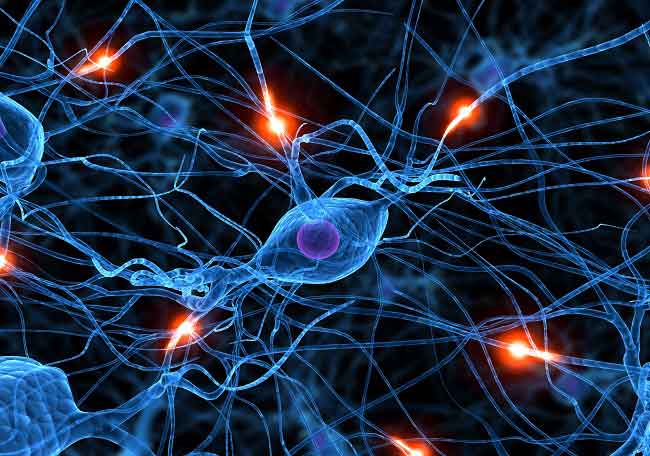 Conectomas cerebrales: asociación entre síntomas y redes ...