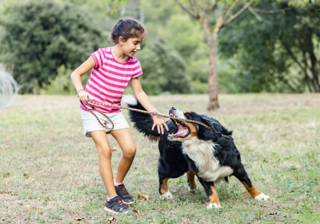 Espolvorear Cumplimiento a hacerte molestar Mordeduras de perros en niños - Artículos - IntraMed