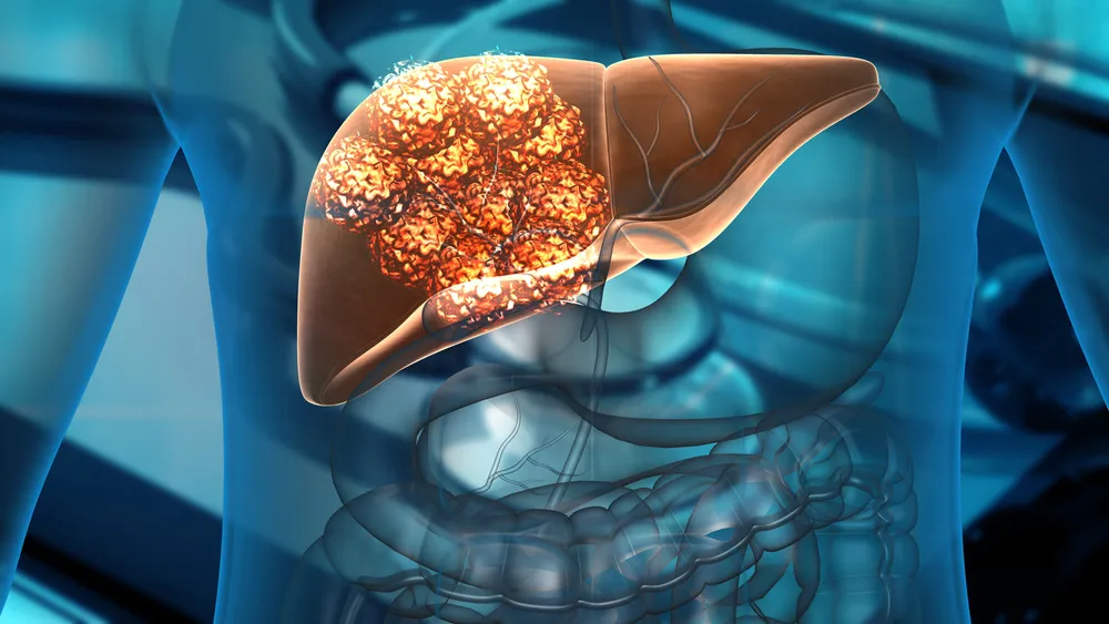 Hígado en el cuerpo humano