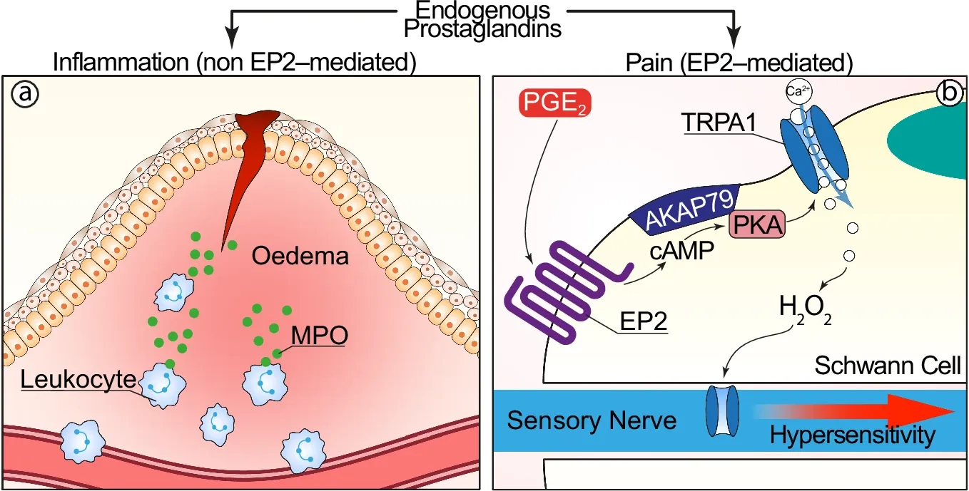 Receptor EPG2